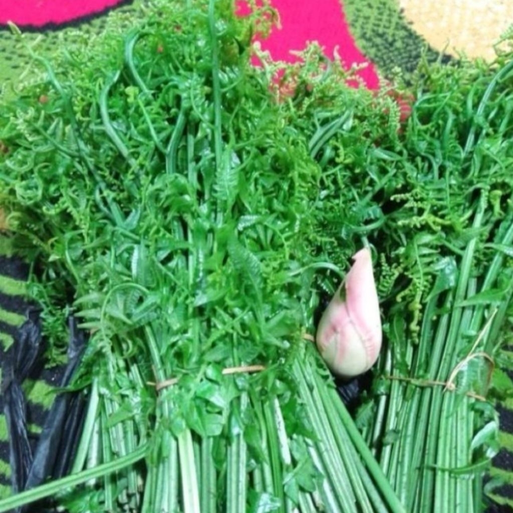 

pakis sayur segar geratis 2bunga kecombrang per 1kg