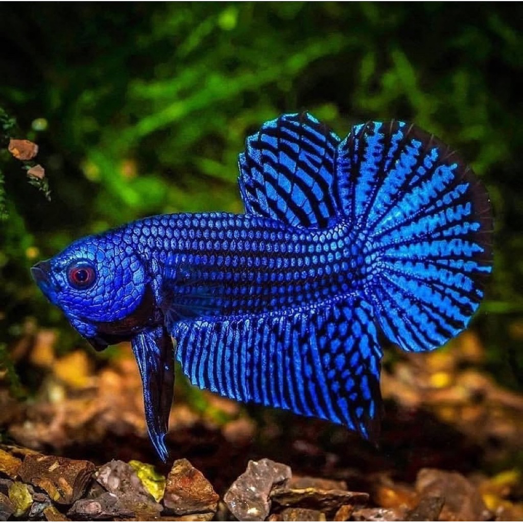 cupang alien blue kualitas bagus, jantan galak, gratis ongkir