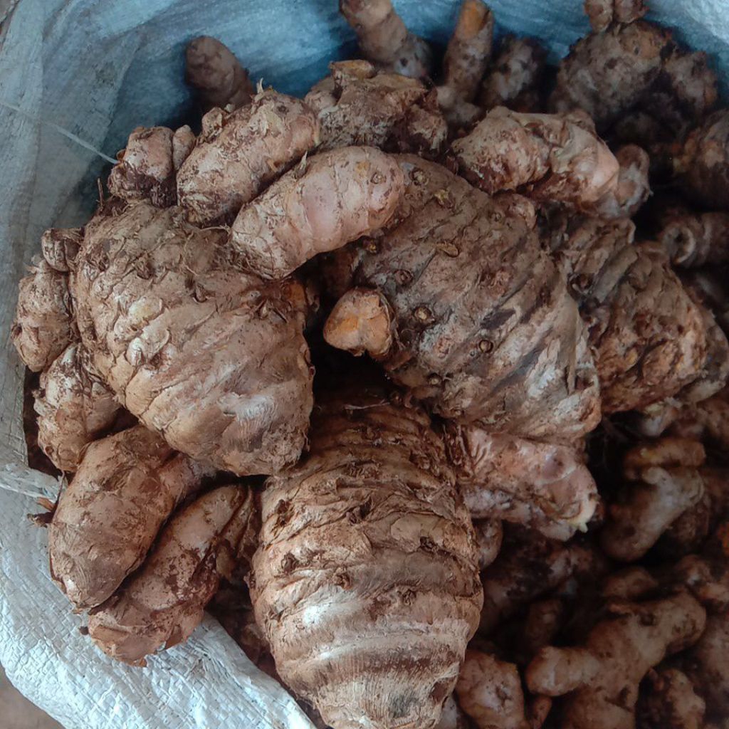 

TEMULAWAK SEGAR SUPER,OBAT LAMBUNG COCOK MENAMBAH NAFSU MAKAN