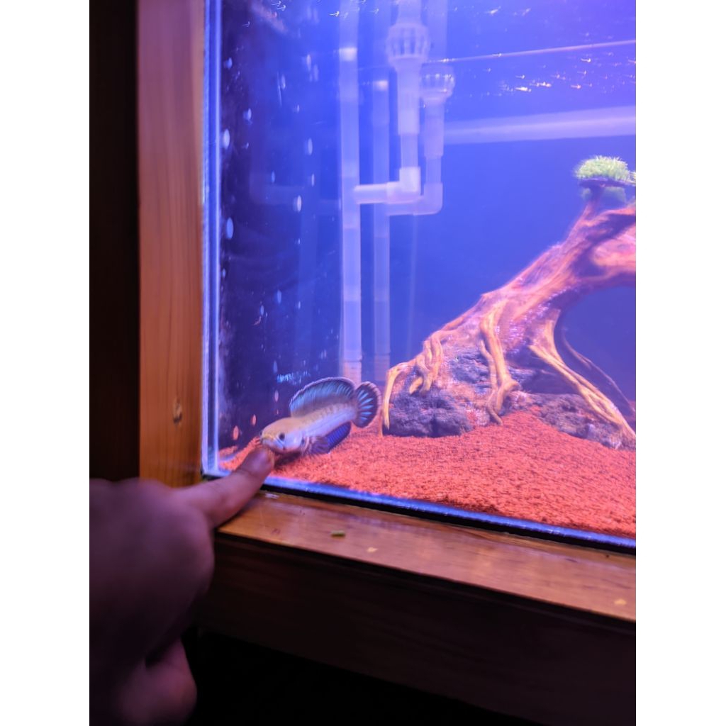 chana baby andrao grad A