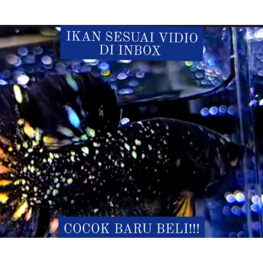 HIASAN AQUARIUM SEPASANG CUPANG AVATAR KUNCOP