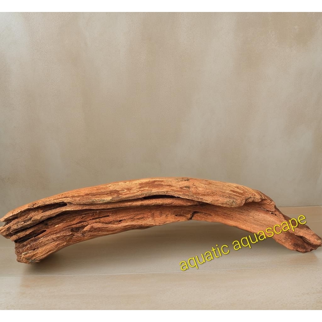 kayu santigi gunung unik