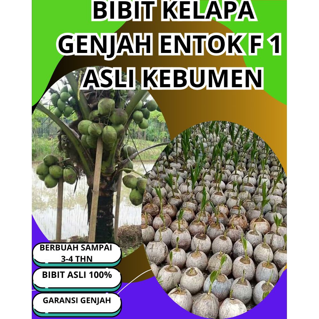 ‎SUDAH DIKUPAS  Bibit Buah Kelapa Genjah Hibrida F1, Bibit Buah Kelapa Genjah Kebumen F1