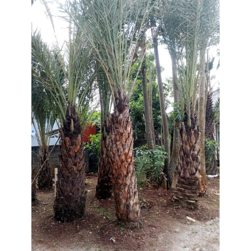 Tanaman hias pohon korma _ tanaman kurma_ tanaman buah kurma