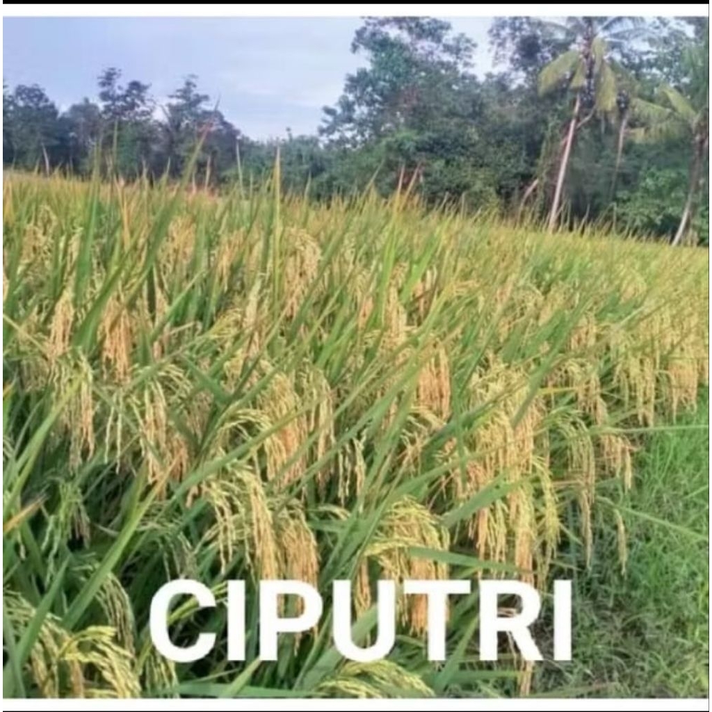 benih padi ciputri 1kg ciherang putri Ciherang malay panjang berkualitas