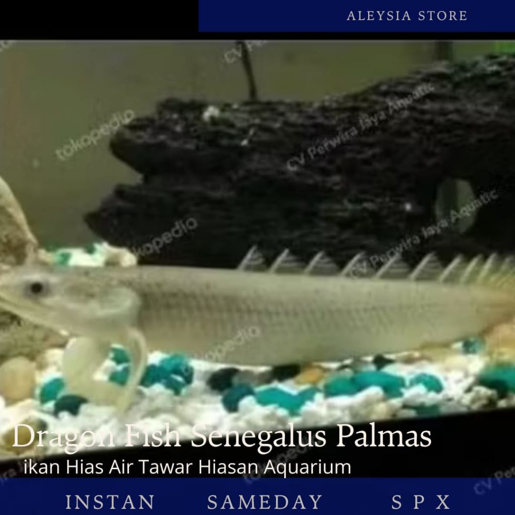 Palmas Senegalus Dragon Fish Size 20Cm Tankmate Hiasan Aquarium dan Kolam