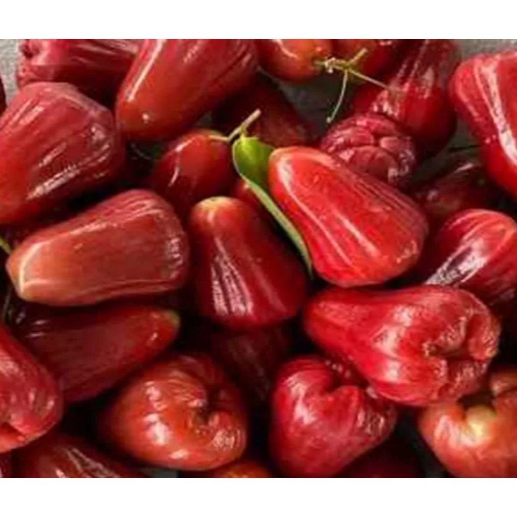 

Grosir Jambu Citra 500 gram