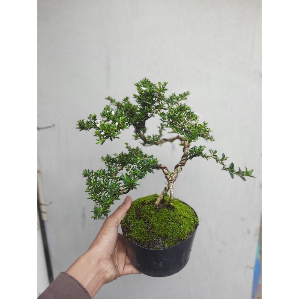 Bonsai Mini / Bonsai Melati Jepang / Bonsai Hingkip / Mirten Varigata