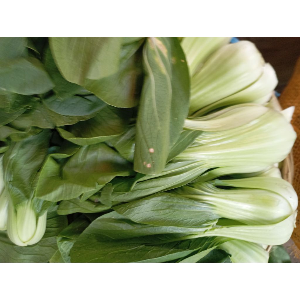 

SAYUR PACOI / PACOY segar