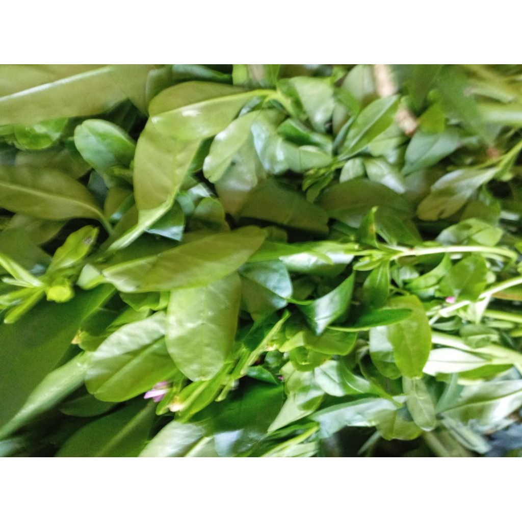 

SAYURAN DAUN SOM JAWA / DAUN GINSENG SEGAR