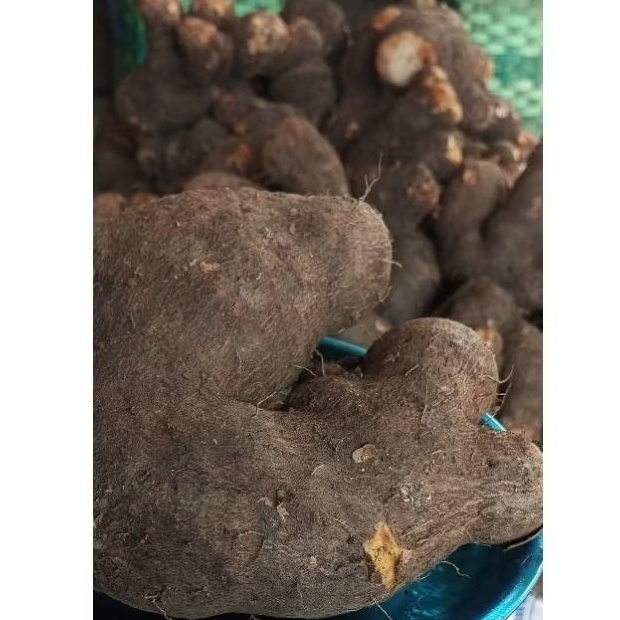 

Ubi fresh Di jual lagi 10 kg Uwi Tuban Umbi Uwi Bancar Asli Manis Punel