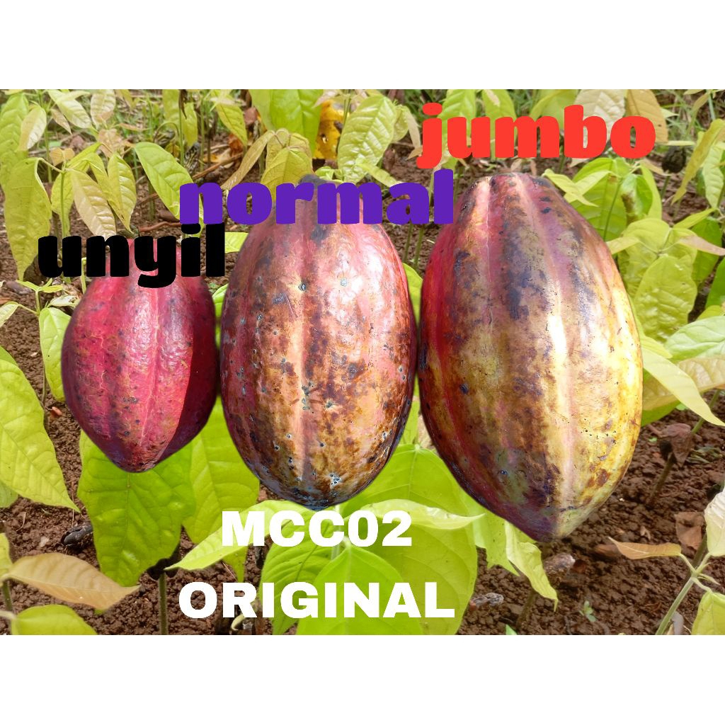 

Bibit Buah kakao masak khusus bibit MCC02 bibit