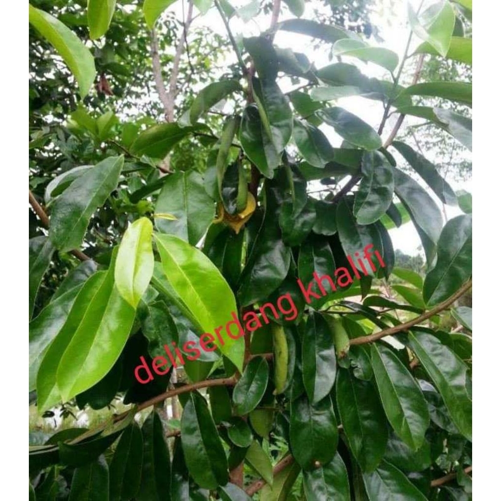 

Daun Sirsak segar 100 lembar