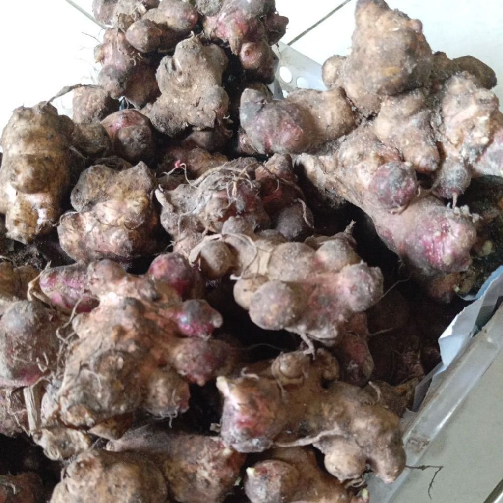 Bibit tanaman umbi manis rimpang yakon 250 gram