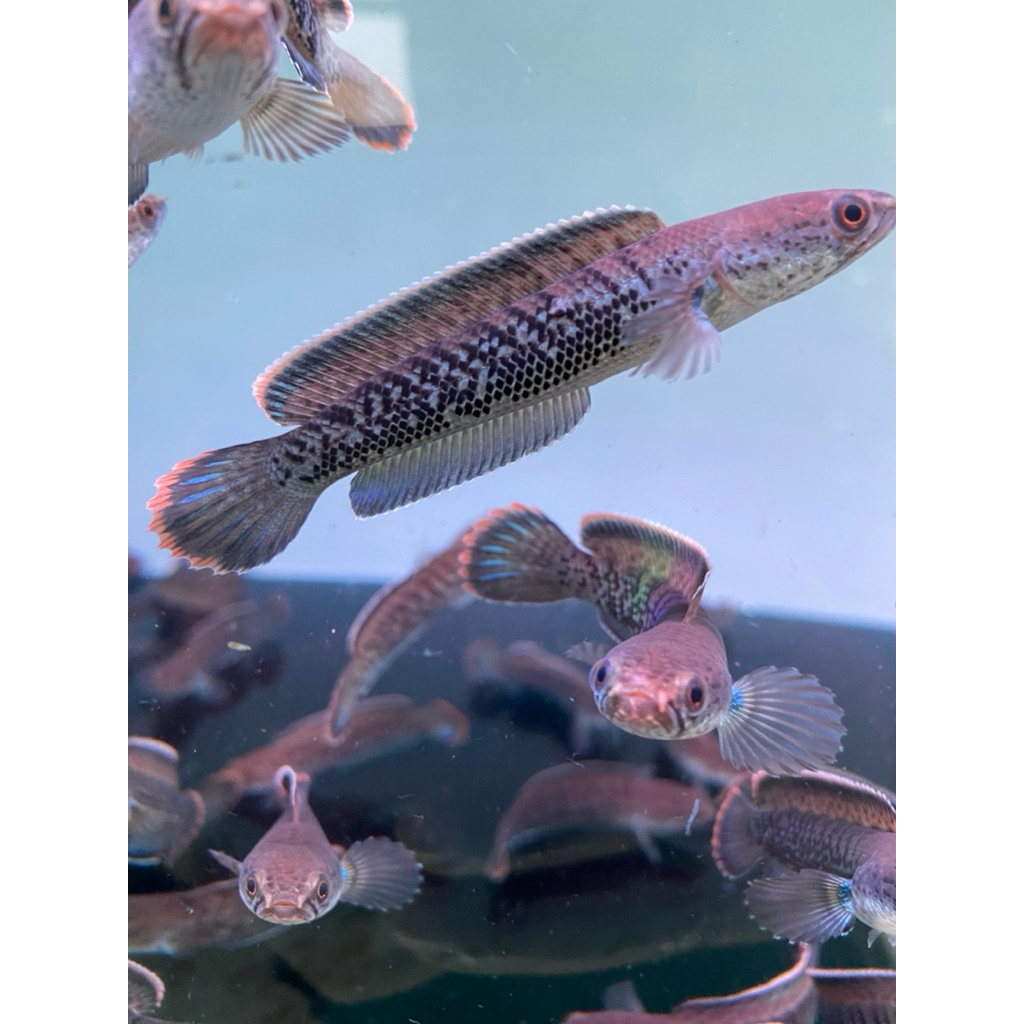 stewarti cb 7-9cm full dot