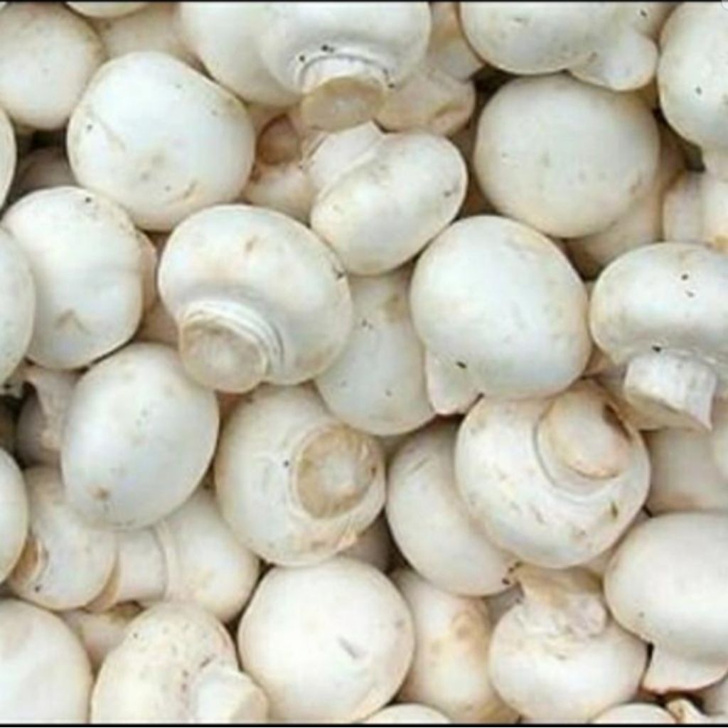 

Jamur champignon / jamur kancing per 250 gr
