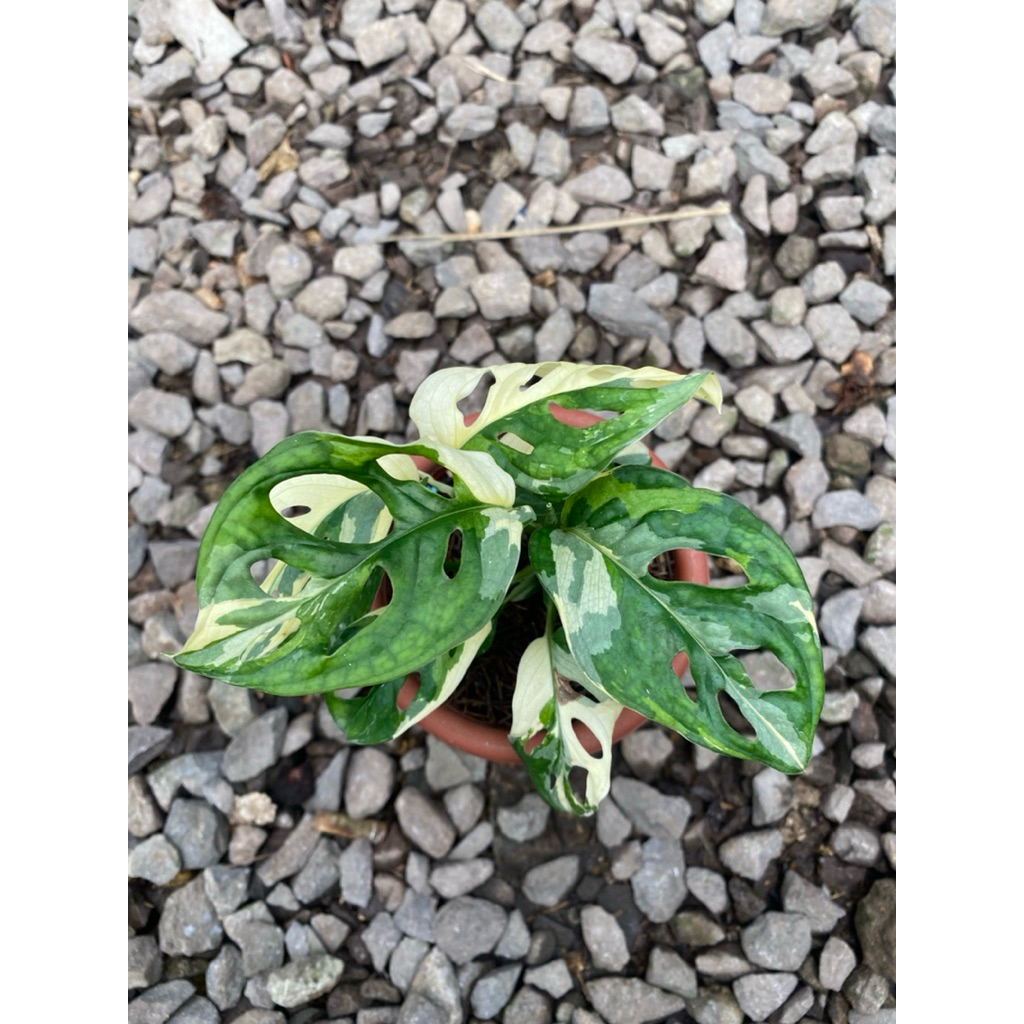 monstera janda bolong jepang variegata ekonomis