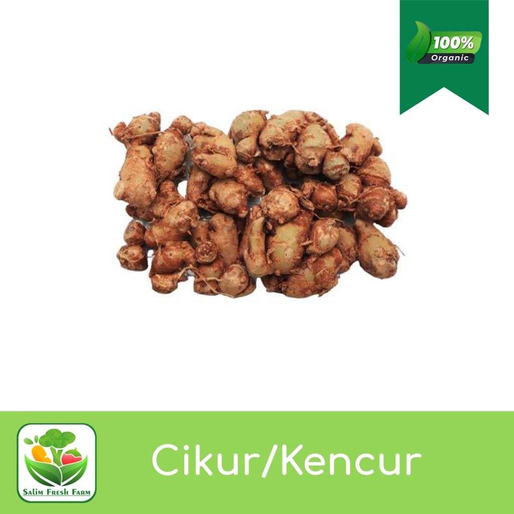 

Kencur segar fresh / Kencur segar 1 kg / Kencur segar 250gr / Kencur segar 500gr / Kencur untuk seblak / Cikur kencur / Cikur seblak / Cikur 1kg
