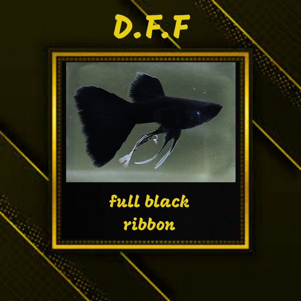 

BOX STEROFOAM - FULL BLACK RB