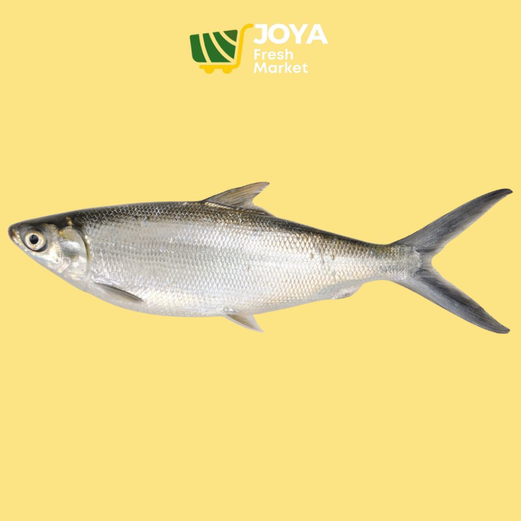 

Joya Fresh - Ikan Bandeng Segar/Seafood Segar/Ikan Bandeng Fresh