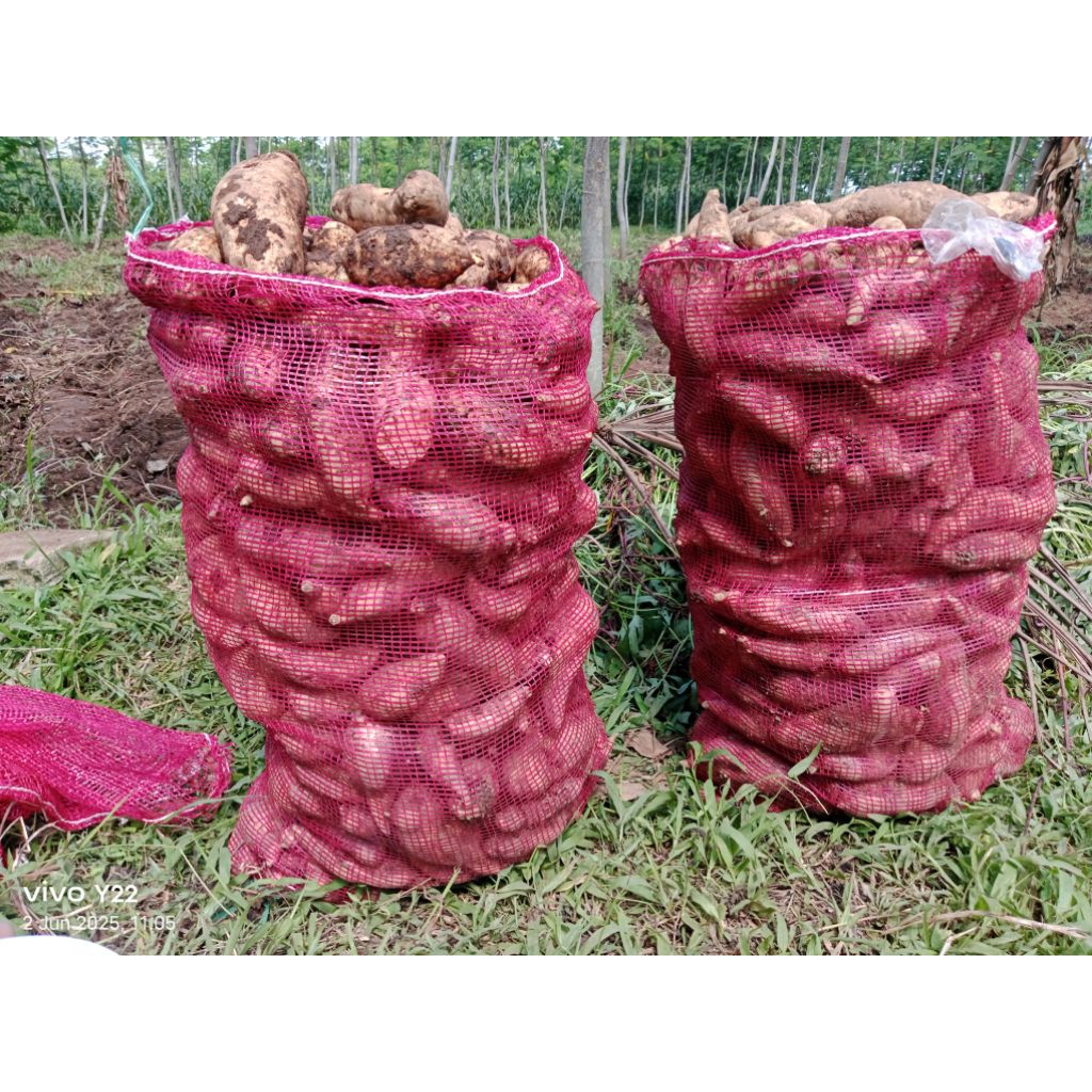 

ubi madu cilembu, ubi merah/ungu 1kg