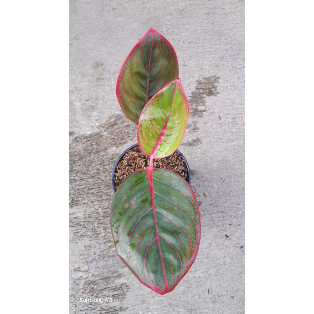 Aglonema KANZA (Size Remaja) (1)