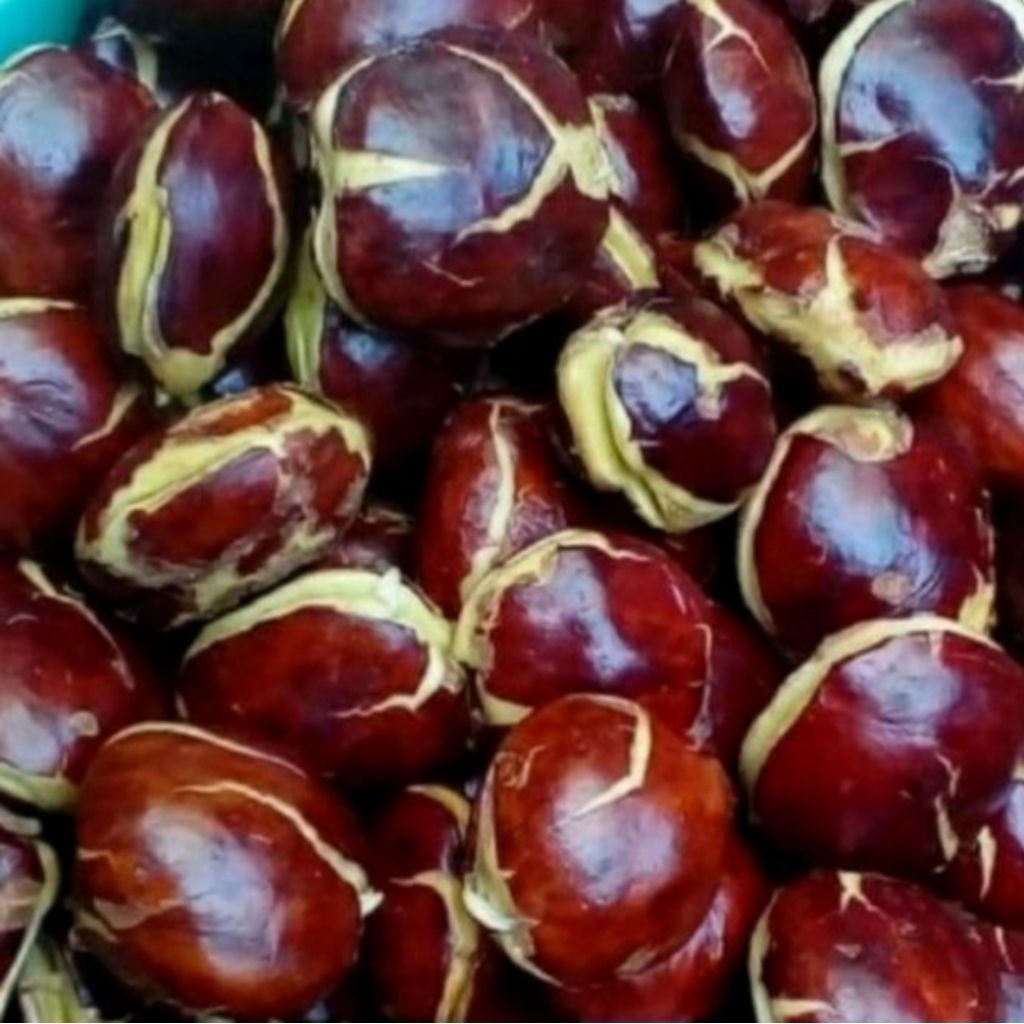 

Jengkol tua per 250 gr