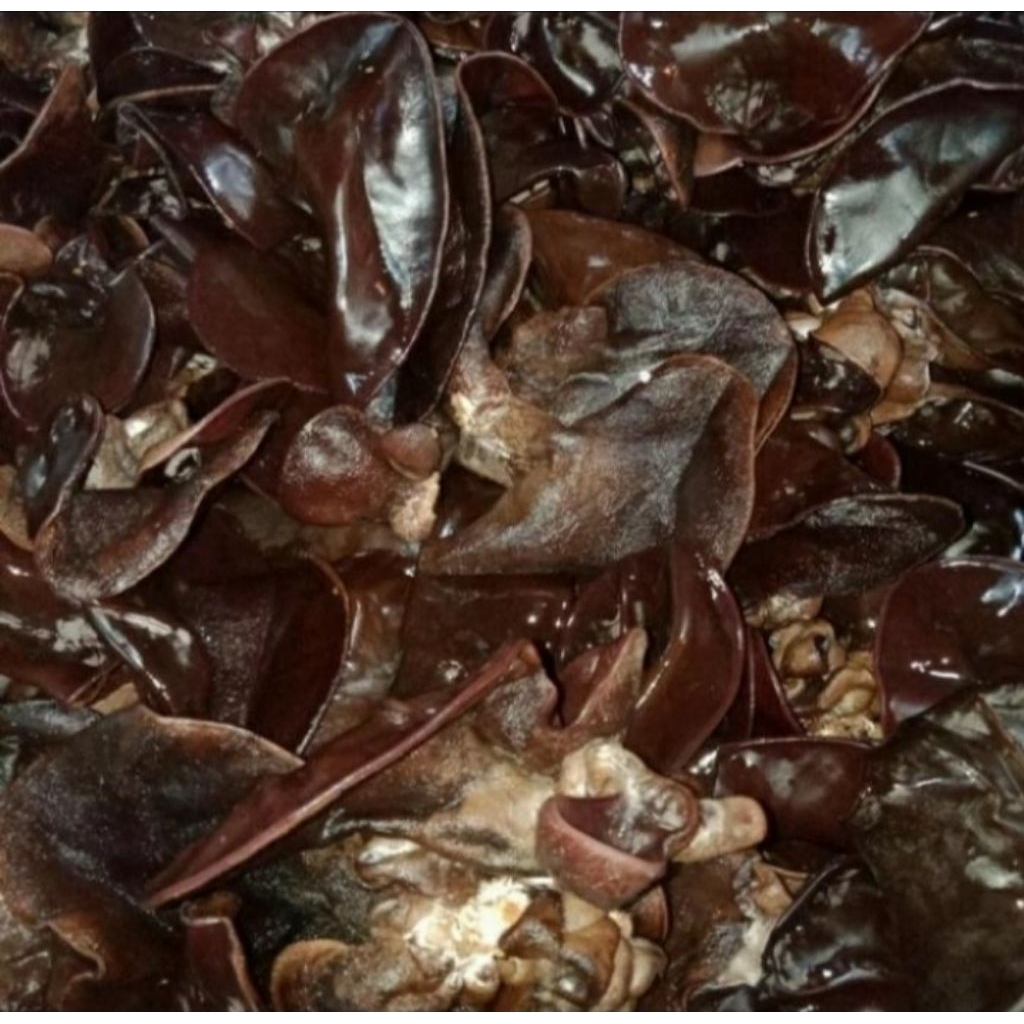 

Jamur kuping per 250 gr