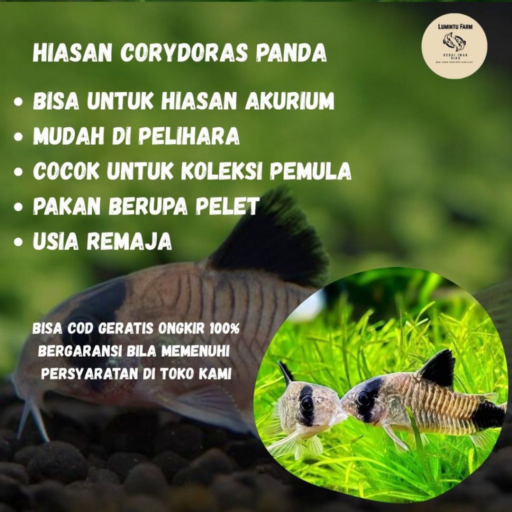 HIASAN AKURIUM CORIDORAS PANDA