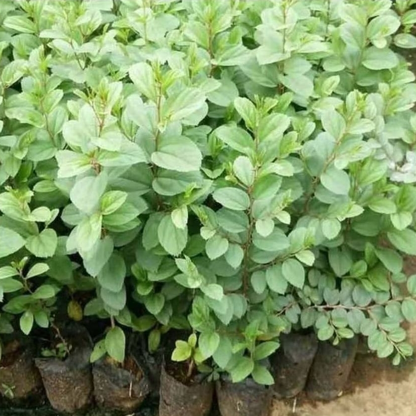 Bidara arab pohon obat - Pohon bidara arab berkhasiat