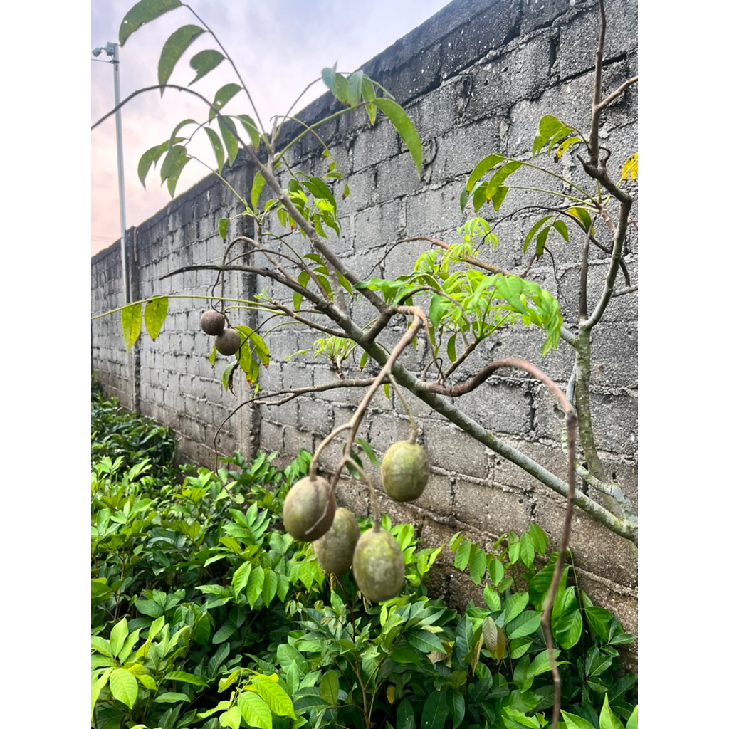 

kedongdong super premium