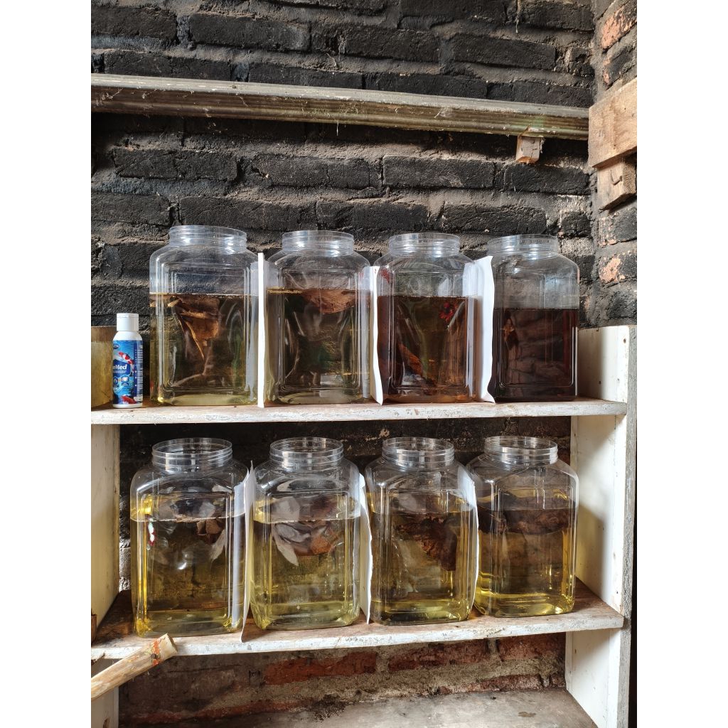 wadah Akrilik ikan cupang