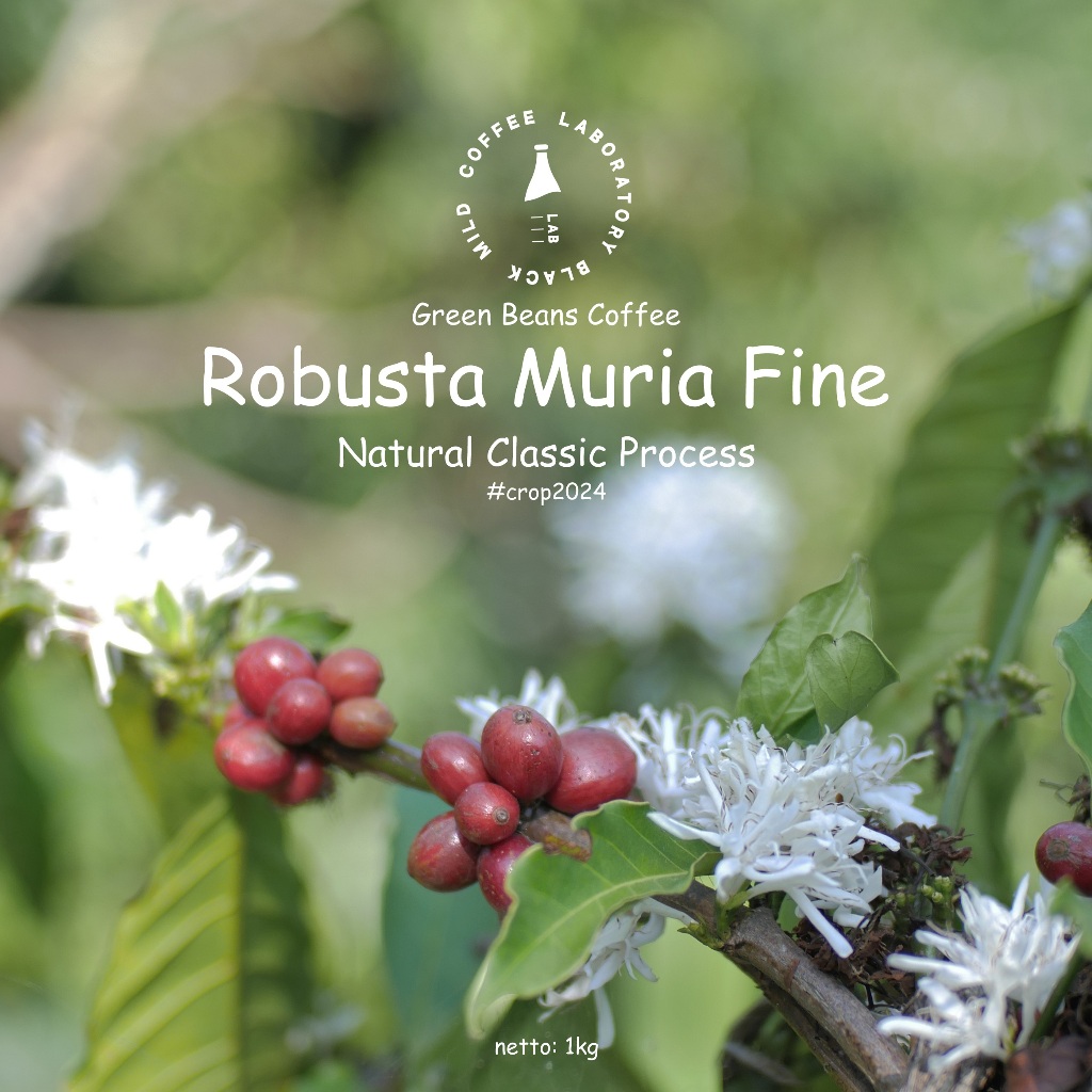 

Biji Kopi Mentah Robusta Muria Natural Proses Green Beans Fine Coffee