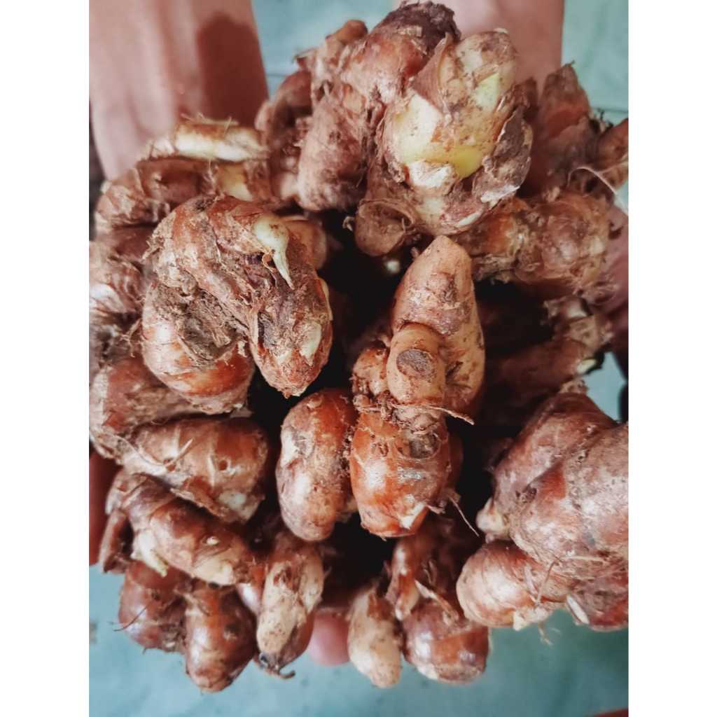 

KECUR Seblak Cikur Bumbu Dapur Rempah Asli Murni Original Organik 1Kg