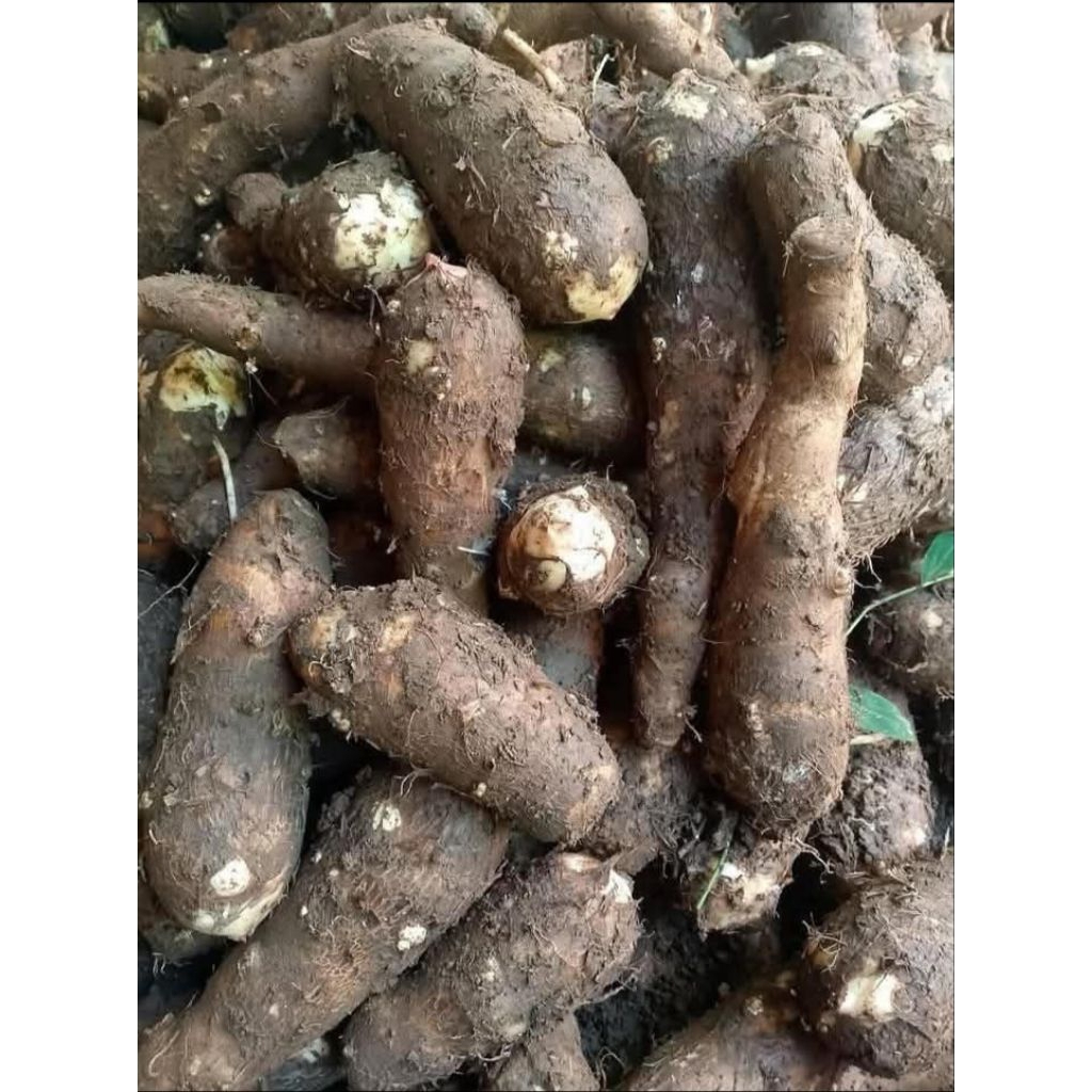 

Talas balitung asli kimpul fres dan segar 1kg