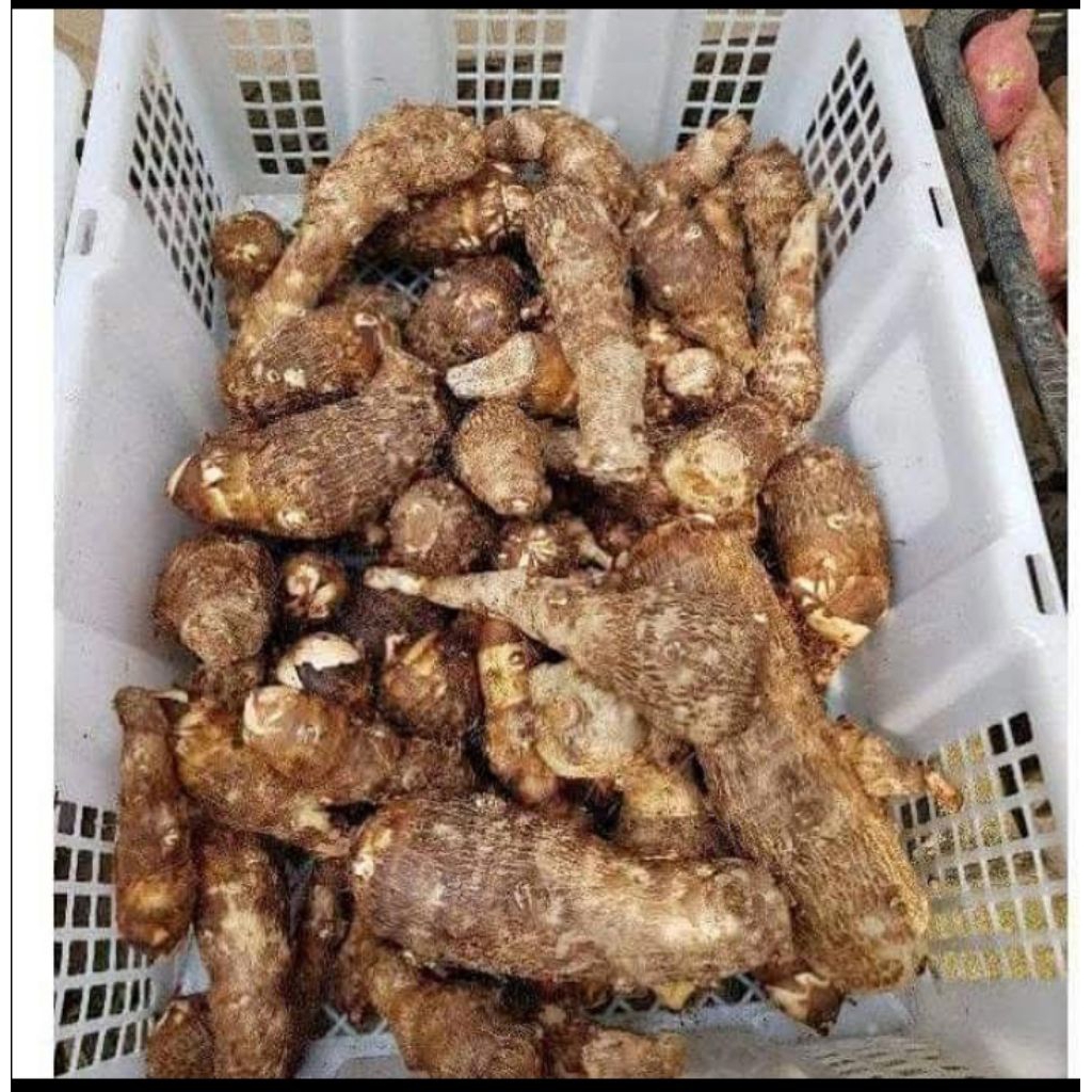 

Talas balitung asli kimpul fres dan segar 1kg