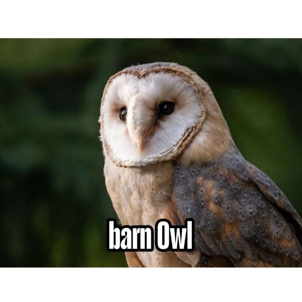 

Telur Fertir Barn Owl 100% Menetas