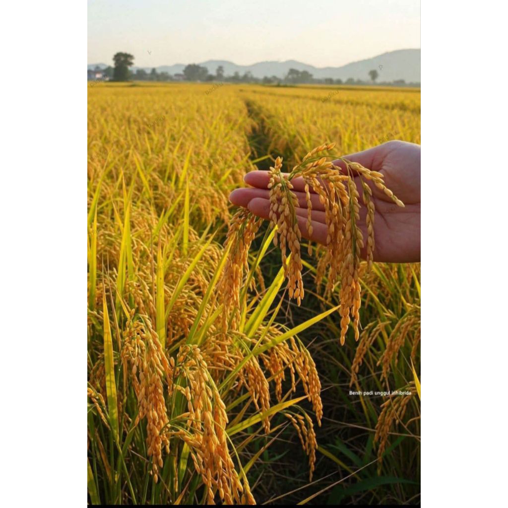 BENIH PADI UNGGUL BIBIT PADI 100%ORIGINAL LOKAL BERKUALITAS MUTU TERJAMIN