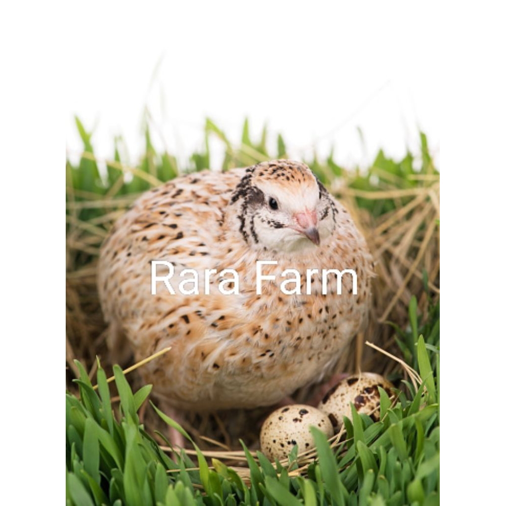 

Telur Puyuh Jumbo / malond Untuk di Tetaskan