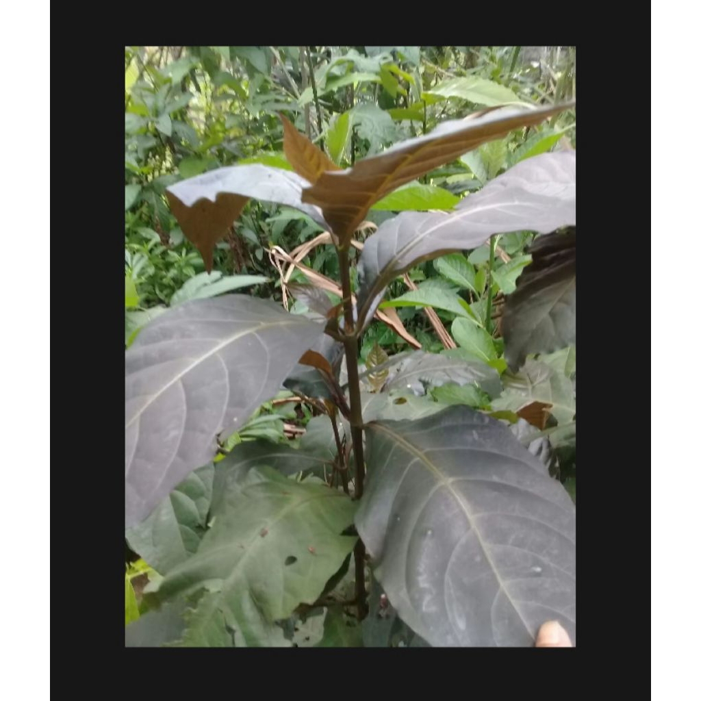 

Ready stok Daun Handelem segar fres per 100 gram