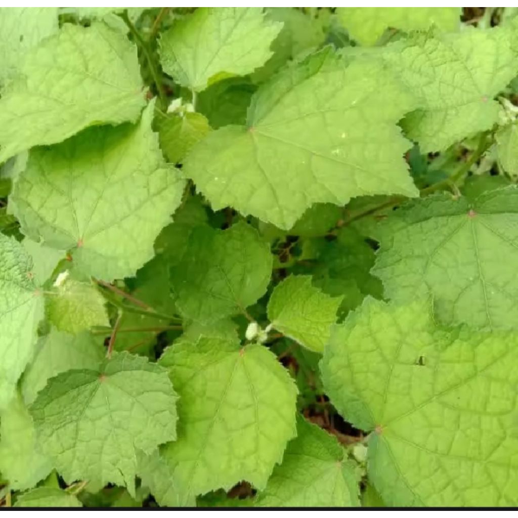 

Daun pulutan / daun pungpulutan segar 500 gram