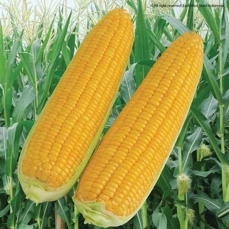 

PROMO SEPESIAL !!! Benih/Jagung Manis BONANZA NOW F1 1800 Biji di jamin ORIGINAL asli kemasan pabrik