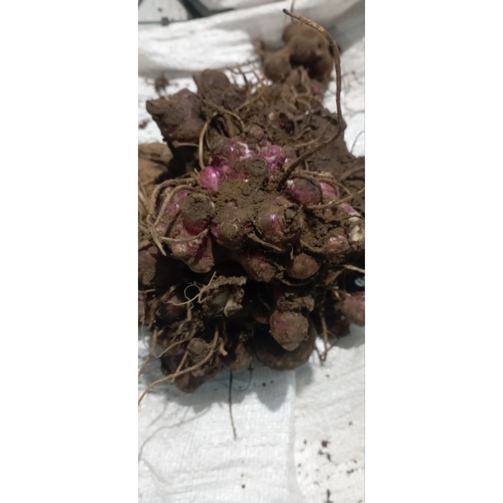 

BIBIT UMBI YACON ASLI WONOSOBO 1KG