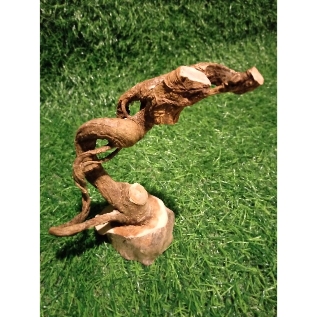 koleksi akar mimang asli unik alami