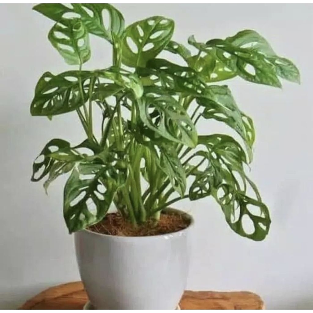 Pohon Monstera Janda Bolong Tanaman Hias Indoor Pohon Janda Bolong