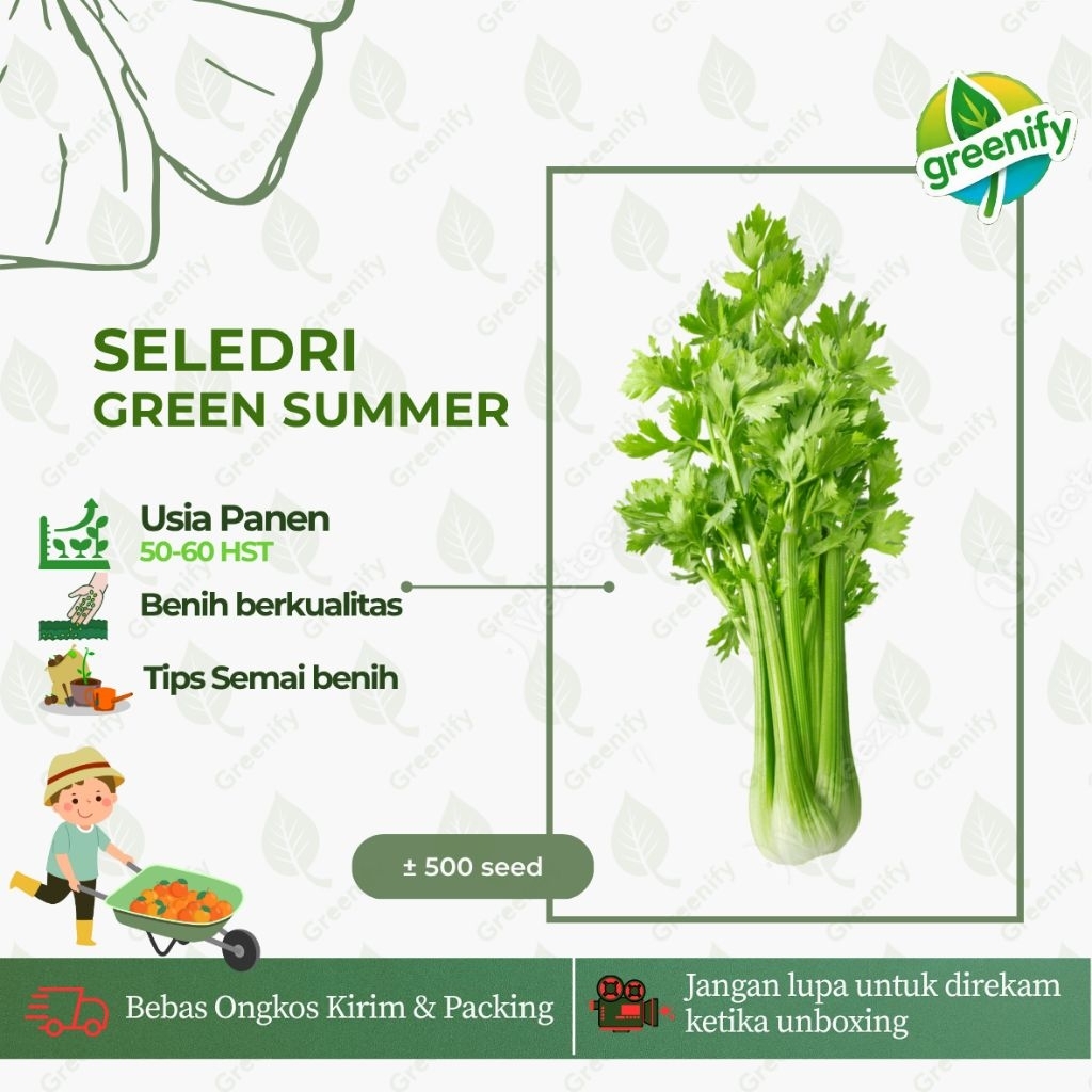 500 BIJI - BENIH SELEDRI GREEN SUMMER BERKUALITAS F1