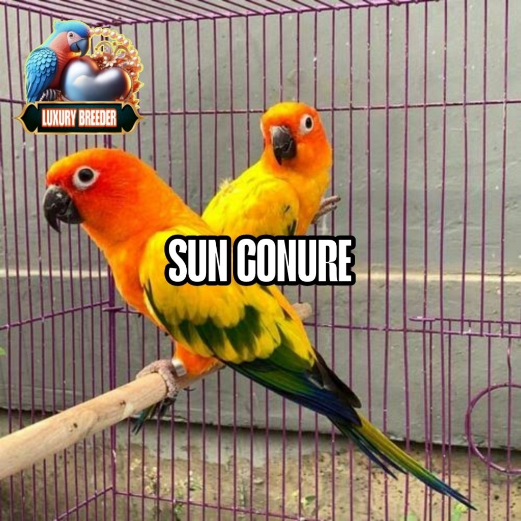 

TELUR FERTIL BURUNG PARKIT SUN CONURE SIAP TETAS