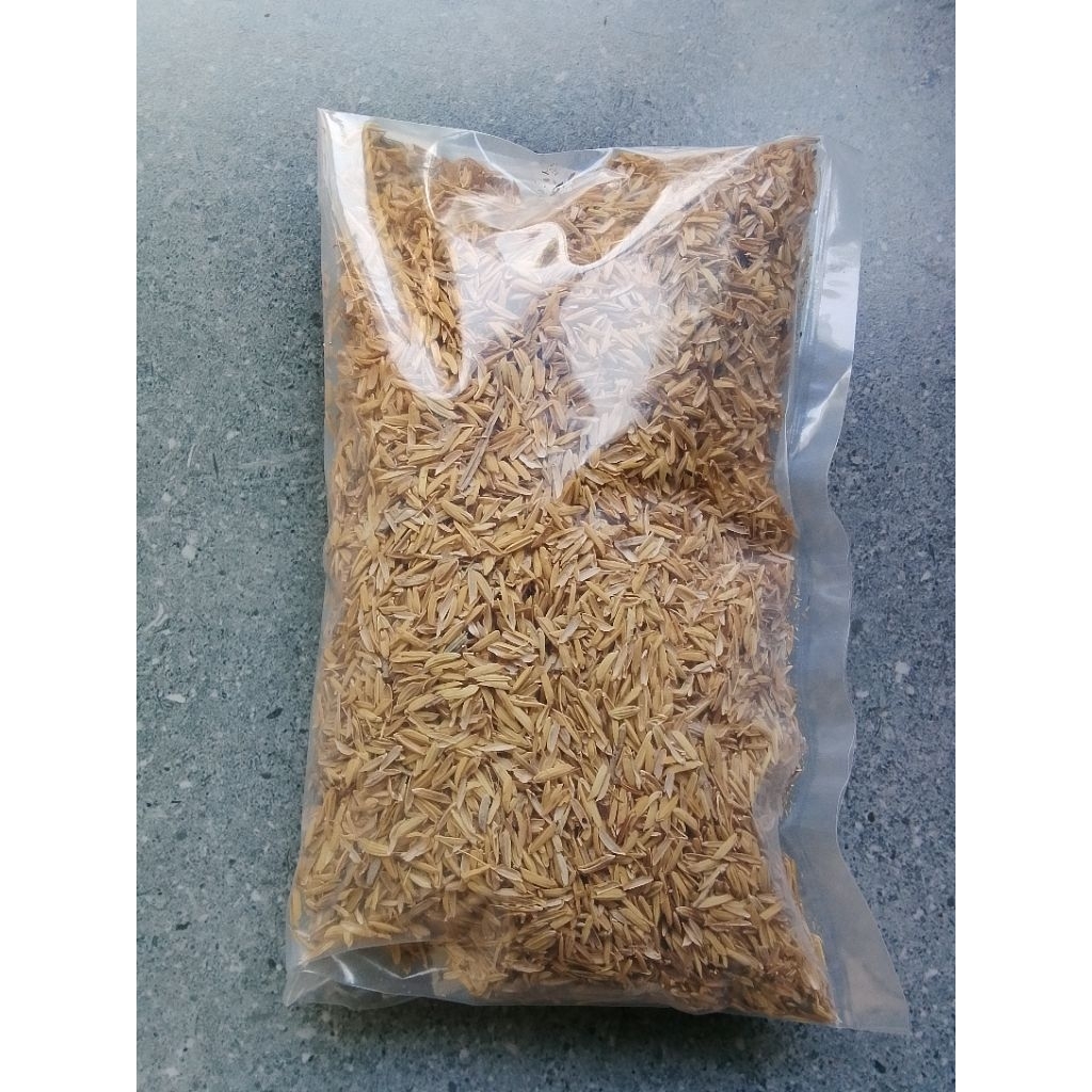 Sekam Padi, Media Tanam Sekam Padi Lapuk