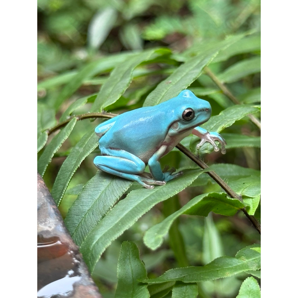 Pajangan Blue Dumpy Frog