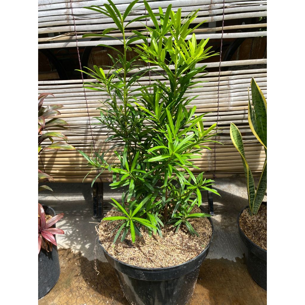 Bibit Pohon Lohansung - Podocarpus Macrophyllus - Lohansung Besar